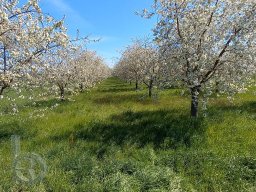 | Einhausen | Drumrum | Panorama | Baumbluete14