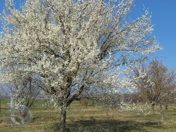 | Einhausen | Drumrum | Baumblüte3