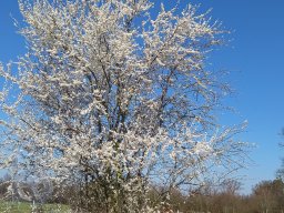 | Einhausen | Drumrum | Baumblüte6