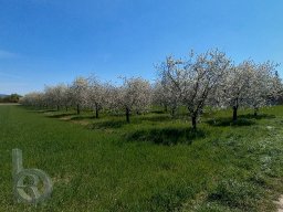 | Einhausen | Drumrum | Landwirtschaft | Baumacker13