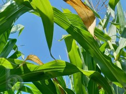 | Einhausen | Drumrum | Landwirtschaft | Feldfrucht-Mais20