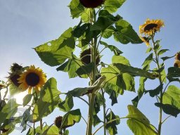 | Einhausen | Drumrum | Landwirtschaft | Feldfrucht-Sonnenblumen21