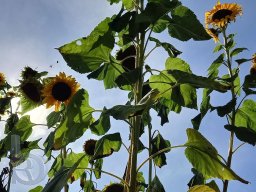 | Einhausen | Drumrum | Landwirtschaft | Feldfrucht-Sonnenblumen22