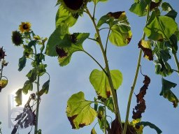 | Einhausen | Drumrum | Landwirtschaft | Feldfrucht-Sonnenblumen23