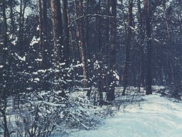 | Einhausen | Drumrum | Wald | Panorama-Winter