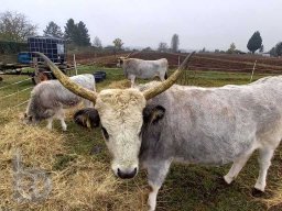 | Einhausen | Drumrum | Landwirtschaft | Neue-Zuchtrinder