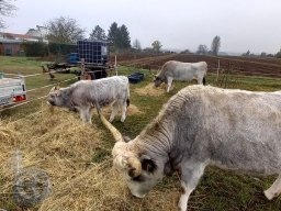 | Einhausen | Drumrum | Landwirtschaft | Neue-Zuchtrinder2