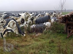 | Einhausen | Drumrum | Landwirtschaft | Spargelanbau