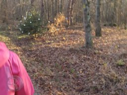 | Einhausen | Jägersburger-Wald | Weihnachtsbaum |