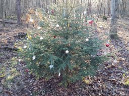 | Einhausen | Jägersburger-Wald | Weihnachtsbaum |