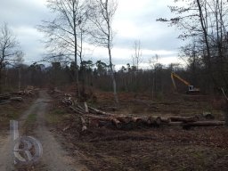 | Einhausen | Jägersburger-Wald | Waldweg |