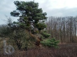 | Einhausen | Jägersburger-Wald | Baum |