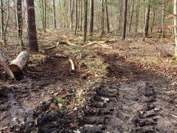 | Einhausen | Jägersburger-Wald | Waldschaden | bodenschonende Forstmaschinen |