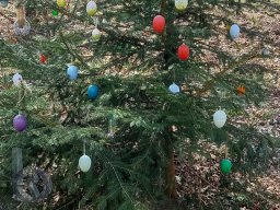 | Einhausen | Jägersburger-Wald | Weihnachtsbaum |