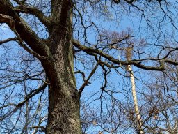 | Einhausen | Jägersburger-Wald | Baumkrone |