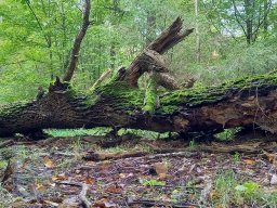 | Einhausen | Jägersburger-Wald | Waldschaden | Entwurzelt-Umgestürzt |