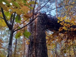 | Einhausen | Jägersburger-Wald | Waldschaden | Bruch-Baumstamm |