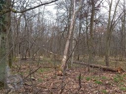 | Einhausen | Jägersburger-Wald | Waldschaden | Entwurzelt-Umgestürzt |