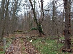 | Einhausen | Jägersburger-Wald | Waldschaden | Entwurzelt-Umgestürzt |