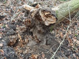 | Einhausen | Jägersburger-Wald | Waldschaden | Entwurzelt-Umgestürzt |