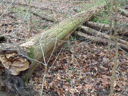 | Einhausen | Jägersburger-Wald | Waldschaden | Entwurzelt-Umgestürzt |