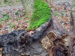 | Einhausen | Jägersburger-Wald | Waldschaden | Entwurzelt-Umgestürzt |