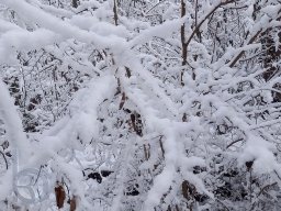 | Einhausen | Jägersburger-Wald | Panorama | Winter