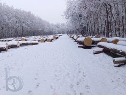 | Einhausen | Jägersburger-Wald | Eichen-Submission | Winter