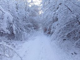 | Einhausen | Jägersburger-Wald | Waldweg | Winter
