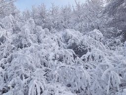 | Einhausen | Jägersburger-Wald | Panorama | Winter