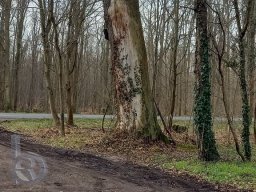 | Einhausen | Jägersburger-Wald | Waldschaden | Götz-Eiche |