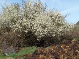 | Einhausen | Drumrum | Baumblüte