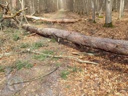 | Einhausen | Jägersburger-Wald | Waldschaden | Entwurzelt-Umgestürzt |