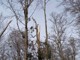 | Einhausen | Jägersburger-Wald | Waldschaden | Baumruine |