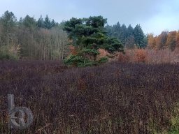 | Einhausen | Jägersburger-Wald | Baum | Kiefer