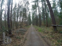 | Einhausen | Jägersburger-Wald | Panorama | Waldweg