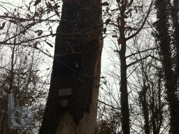 | Einhausen | Jägersburger-Wald | Waldschaden | Götz-Eiche |