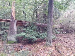 | Einhausen | Jägersburger-Wald | Waldschaden | Entwurzelt-Umgestürzt |