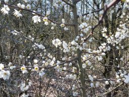 | Einhausen | Jägersburger-Wald | Baumblüte |