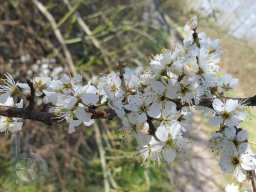 | Einhausen | Jägersburger-Wald | Baumblüte |