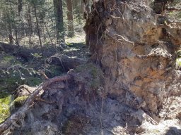 | Einhausen | Jägersburger-Wald | Panorama |