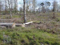 | Einhausen | Jägersburger-Wald | Panorama |