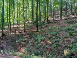 | Hammelbach | Odenwald | Panorama | Waldweg