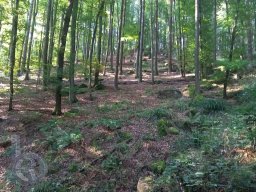 | Hammelbach | Odenwald | Panorama | Waldweg