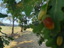 | Hammelbach | Odenwald | Panorama | Waldweg