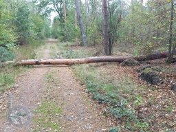 | Einhausen | Jägersburger-Wald | Waldschaden | Entwurzelt-Umgestürzt |