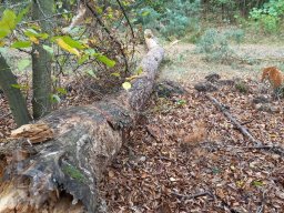 | Einhausen | Jägersburger-Wald | Waldschaden | Entwurzelt-Umgestürzt |