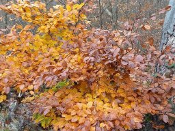 | Einhausen | Jägersburger-Wald | Baumblüte | Herbst