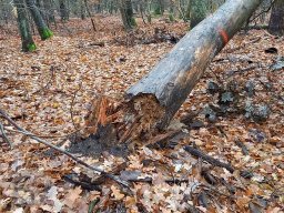 | Einhausen | Jägersburger-Wald | Waldschaden | Entwurzelt-Umgestürzt |