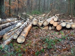 | Einhausen | Jägersburger-Wald | Panorama | Holzstapel